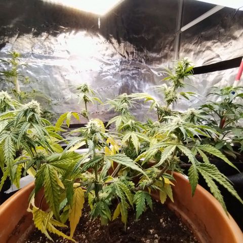 Matanuska growlog timeline photo