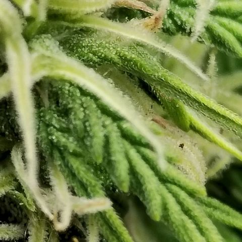 Matanuska growlog timeline photo