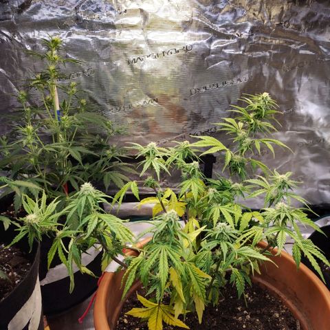 Matanuska growlog timeline photo