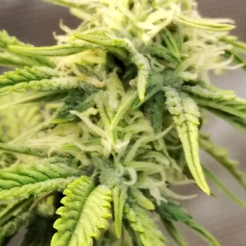 Matanuska growlog timeline photo