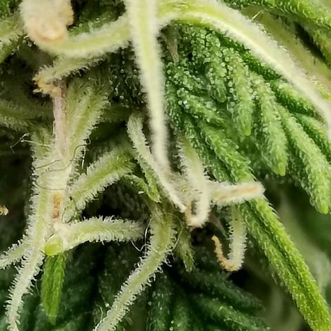 Matanuska growlog timeline photo