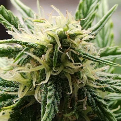 Matanuska growlog timeline photo
