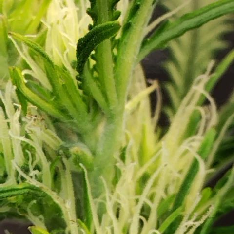 Critikal XXL auto growlog timeline photo