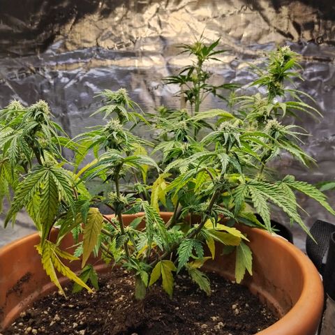 Matanuska growlog timeline photo