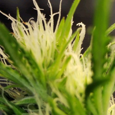 Critikal XXL auto growlog timeline photo