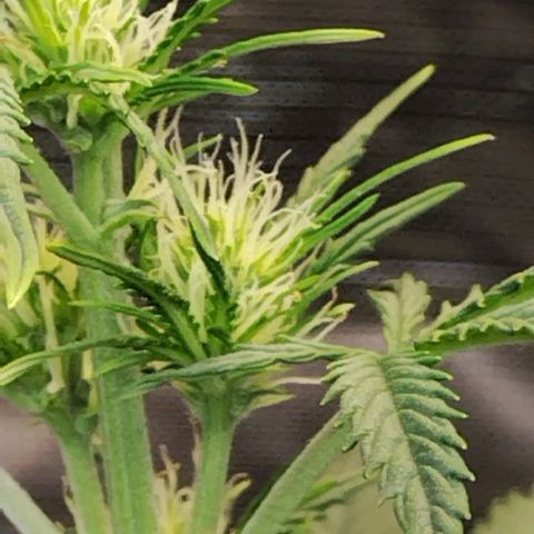 Critikal XXL auto growlog timeline photo