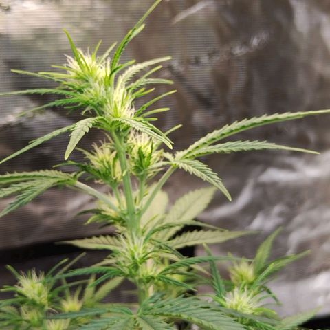 Critikal XXL auto growlog timeline photo