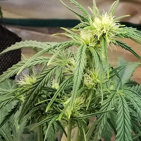 Critikal XXL auto growlog timeline photo