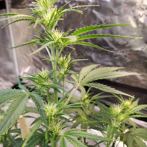 Critikal XXL auto growlog timeline photo
