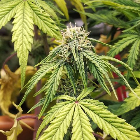 Matanuska growlog timeline photo