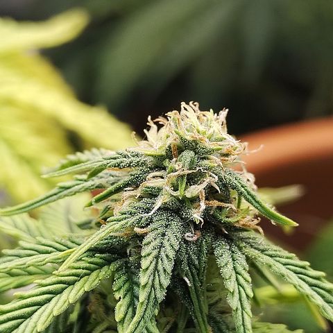 Matanuska growlog timeline photo