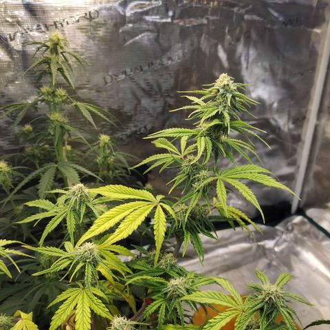 Matanuska growlog timeline photo