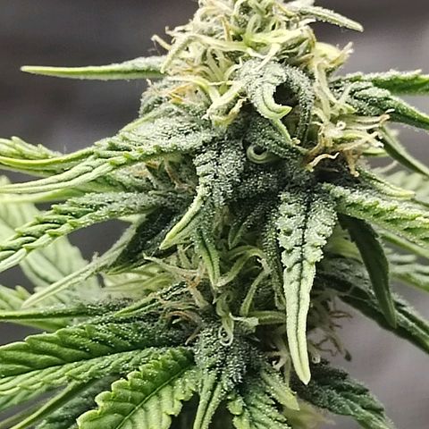 Matanuska growlog timeline photo