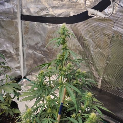 Critikal XXL auto growlog timeline photo