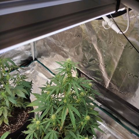 Critikal XXL auto growlog timeline photo