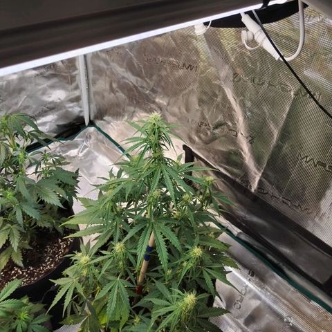 Critikal XXL auto growlog timeline photo