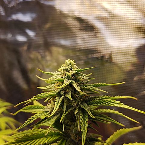 Matanuska growlog timeline photo