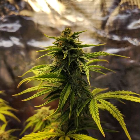 Matanuska growlog timeline photo