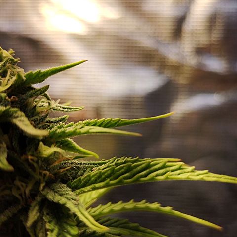 Matanuska growlog timeline photo