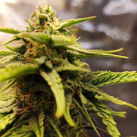 Matanuska growlog timeline photo