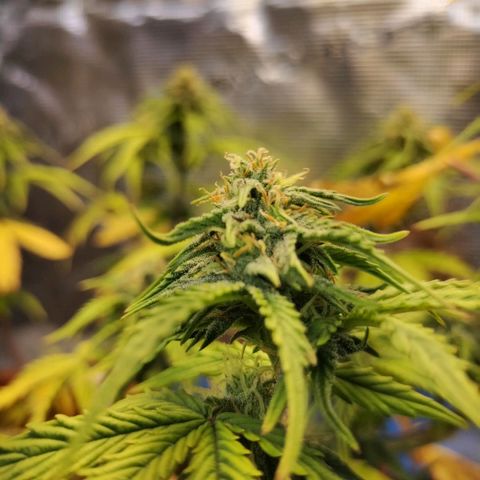 Matanuska growlog timeline photo
