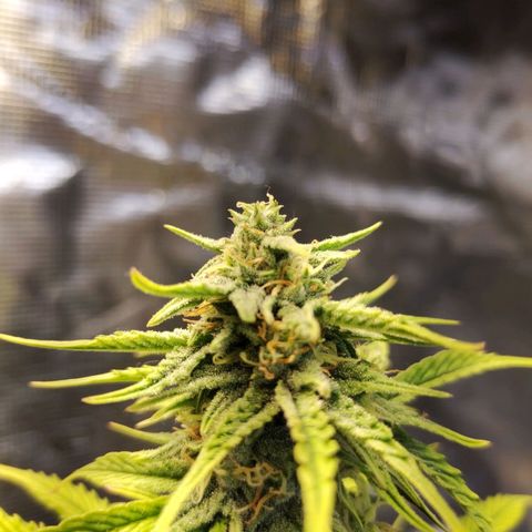 Matanuska growlog timeline photo