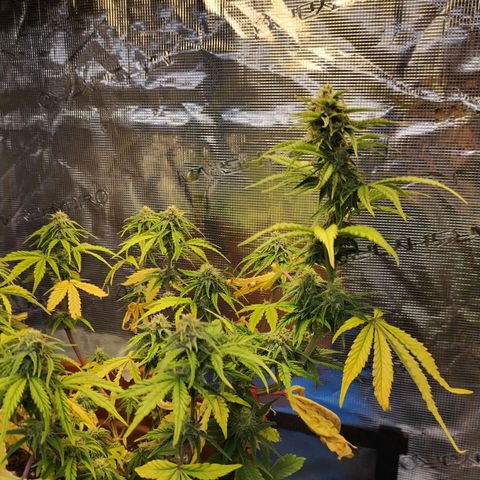 Matanuska growlog timeline photo