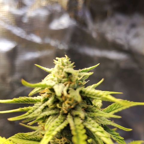 Matanuska growlog timeline photo