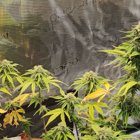 Matanuska growlog timeline photo