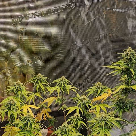 Matanuska growlog timeline photo