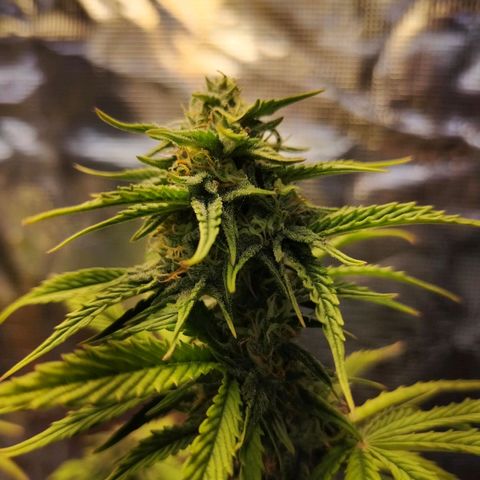 Matanuska growlog timeline photo