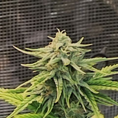 Matanuska growlog timeline photo
