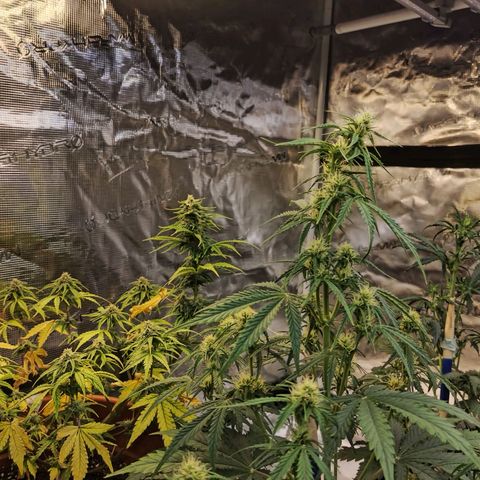 Matanuska growlog timeline photo