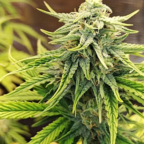 Matanuska growlog timeline photo