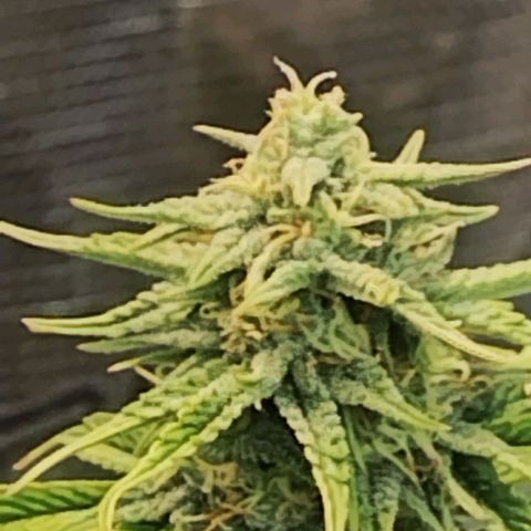 Matanuska growlog timeline photo