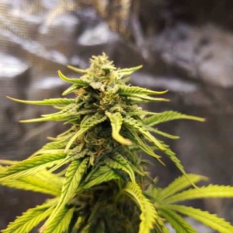 Matanuska growlog timeline photo