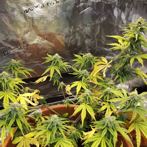 Matanuska growlog timeline photo