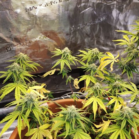 Matanuska growlog timeline photo