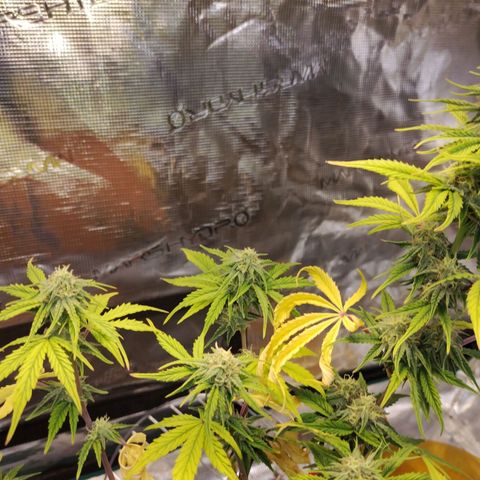 Matanuska growlog timeline photo