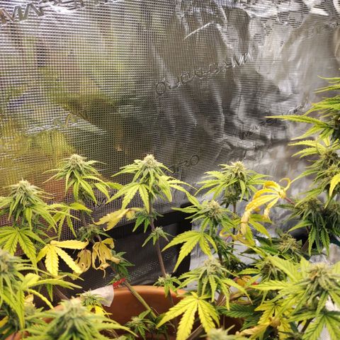 Matanuska growlog timeline photo