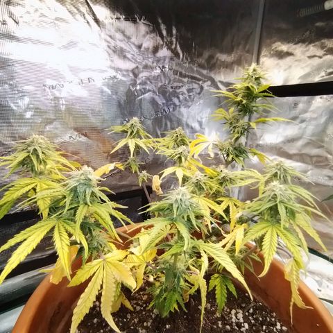 Matanuska growlog timeline photo