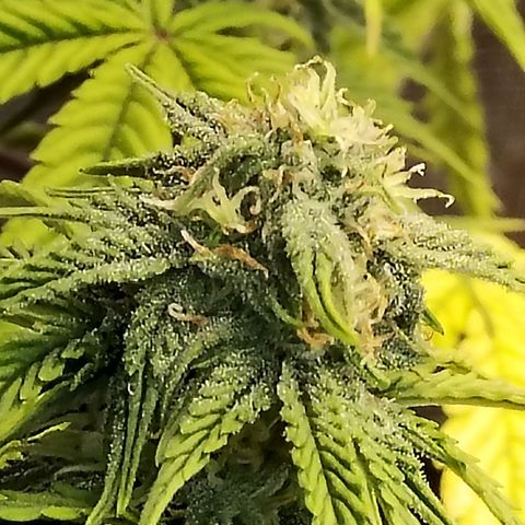 Matanuska growlog timeline photo