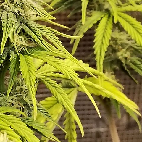 Matanuska growlog timeline photo
