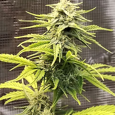 Matanuska growlog timeline photo