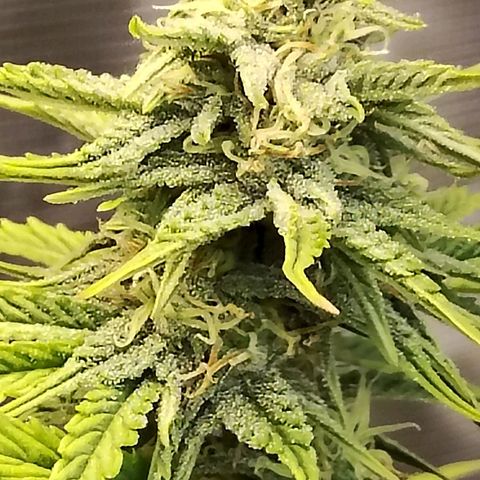 Matanuska growlog timeline photo