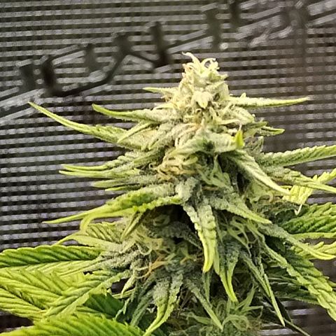 Matanuska growlog timeline photo