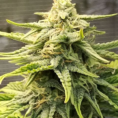 Matanuska growlog timeline photo