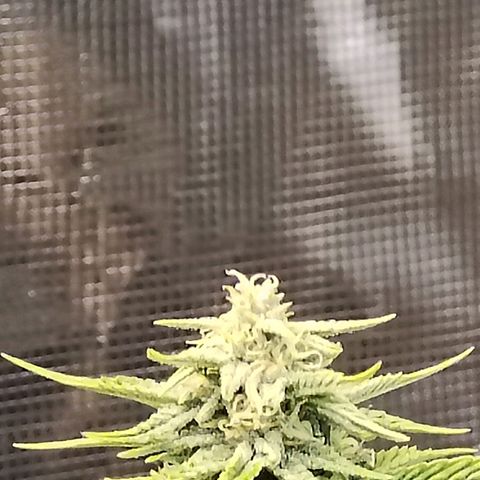 Matanuska growlog timeline photo