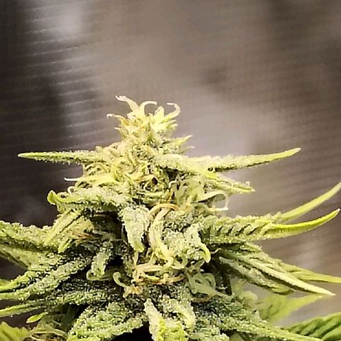 Matanuska growlog timeline photo