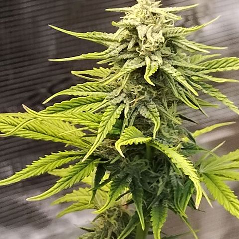 Matanuska growlog timeline photo